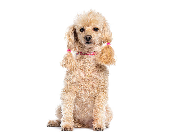 istock Adorable poodle sitting and showing its elegance 2220220558