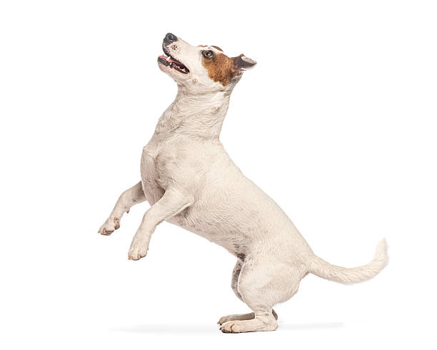 istock Jack russell terrier standing on hind legs looking up 2220220597