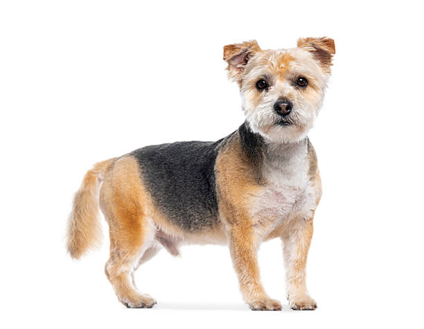 istock Adorable mixed-breed dog standing and looking at camera 2220220626