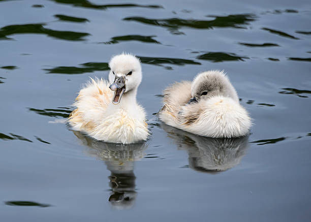 Two young cygnets swimming peacefully on a calm lake during a spring afternoon