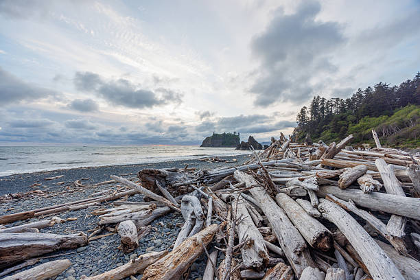 Pacific Ocean coast near Olympic National Park in Washington, featuring rugged shoreline and dramatic seascapes