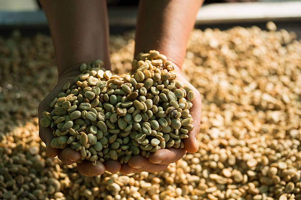 istock Close up smart farmer techniques hand coffee bean machinery roast apparatus dry sunlight tool sunbeam sunray sunshine fresh garden produce agriculture promotes farmer concept farm blur background 2220222618