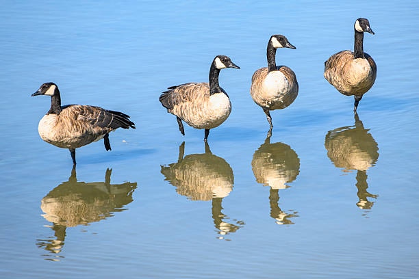 Four geese standing gracefully in a reflective water surface during a calm day in a natural habitat