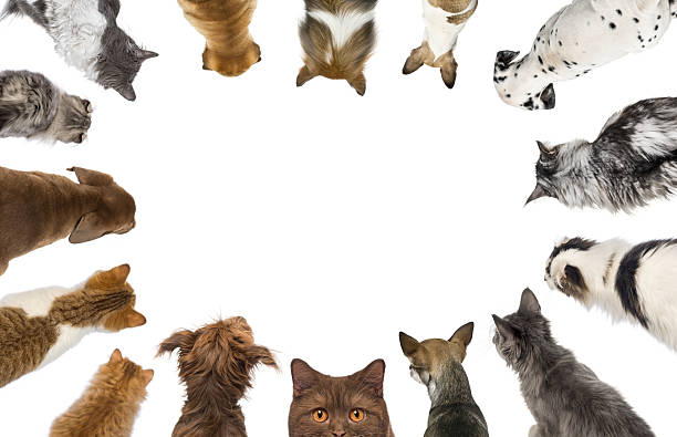 istock Group of cats and dogs looking down forming a circle on white background 2220223210