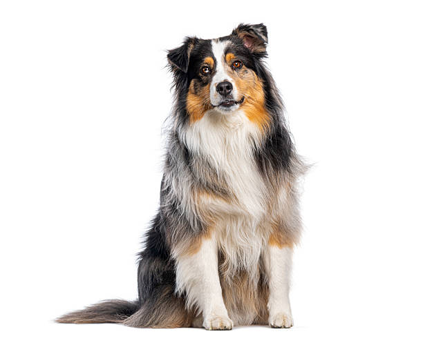 istock Australian shepherd dog sitting and looking at camera 2220223232