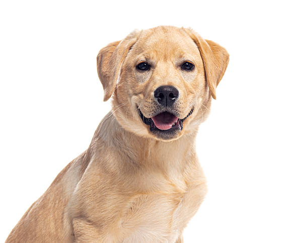 istock Labrador retriever puppy smiling on white background 2220223256