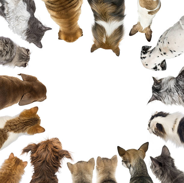 istock Group of cats and dogs looking down forming a circle on white background 2220223262