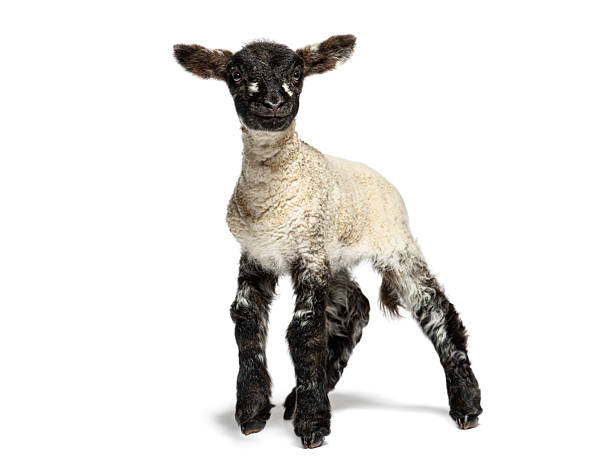 istock Adorable lamb standing on white background 2220223296