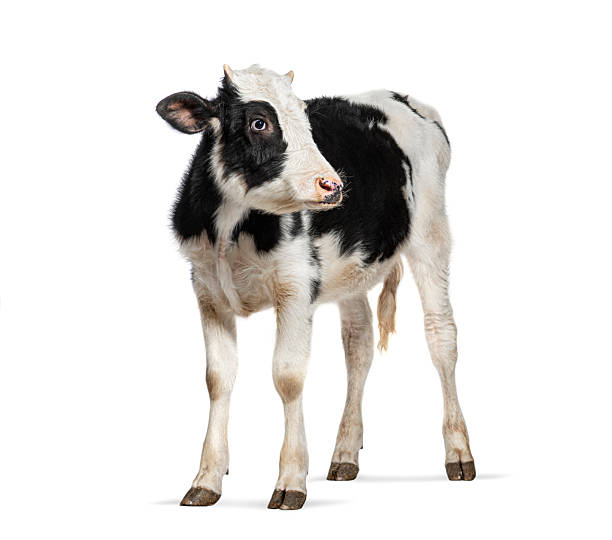 istock Black and white calf standing and looking away on white background 2220223382