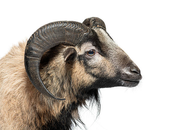 istock Cameroon sheep looking away from the camera on white background 2220223384