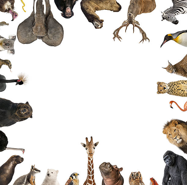 Different wild animals looking inside a white frame, creating a border