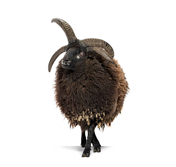 istock Majestic hebridean sheep standing proudly on white background 2220223416