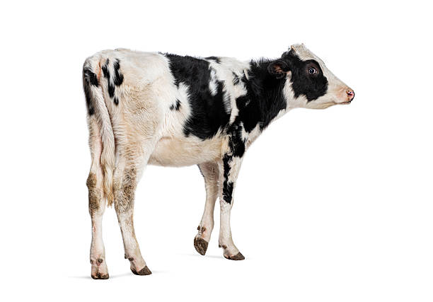 istock Young black and white calf standing and looking away on white background 2220223425