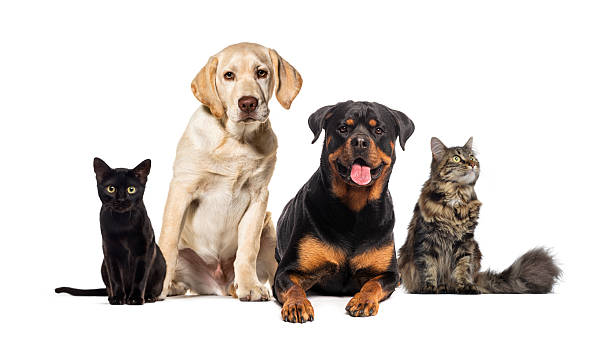 istock Labrador retriever, rottweiler, black cat and tabby cat posing together 2220223426