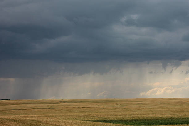 A vast expanse of wheat sways gently under darkening skies. Rain begins to fall in the distance, casting a moody atmosphere in the late afternoon.