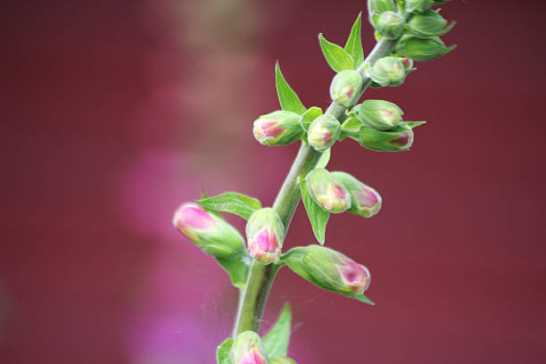 Lady’s glove flower buds