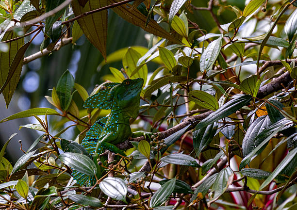 A stunning green basilisk (Basiliscus plumifrons), commonly known as the Jesus Christ Lizard for its ability to run on water, is seen perched majestically on a tree branch in the lush rainforest of Costa Rica. The male's distinctive green and blue patterned scales, along with its prominent crests on the head and back, are sharply in focus against a vibrant green, blurred natural background. This image perfectly captures the striking beauty and unique features of this fascinating reptile in its tropical habitat.