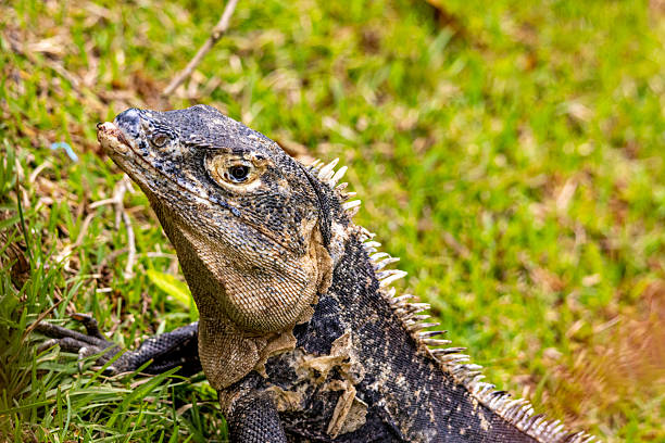A detailed close-up shot of an adult Black Spiny-tailed Iguana (Ctenosaura similis), also known as Black Iguana, resting on green grass in the lush natural environment of Costa Rica. The powerful reptile is shown in profile, with its textured scales, distinctive spiny crest, and alert eye sharply in focus. Its strong features and natural coloring blend with the verdant background.