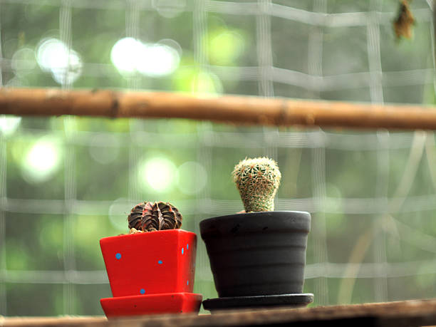 cactus in pot on wood table and green bokeh background