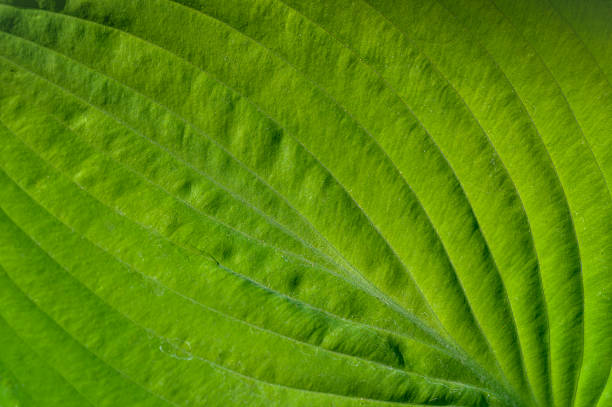 Light green leaf fragment in close-up macro, natural texture