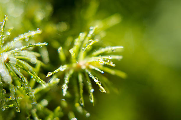 Green spruce needles wet with dew.