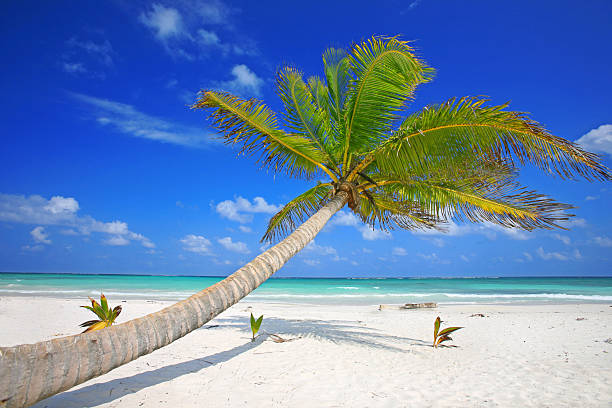 Coconut drinks on beach with shallow Caribbean Sea, Holbox Isle, Mexico