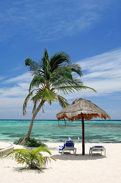 istock Seaside Tranquility: A Palm Tree, Sun Umbrella, and Two Lounge Chairs Overlooking Turquoise Caribbean Waters and Pristine White Sands 2220236257
