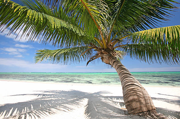 Breathtaking Caribbean Paradise: Curved Palm Embracing Turquoise Waters