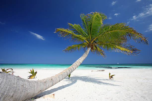 istock Tropical Haven: A Beautifully Curved Palm Tree Overlooking Sparkling Turquoise Caribbean Waters and Pristine White Sands 2220236313