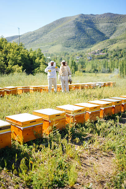 A captivating visual showcasing traditional beekeeping practices in a rural setting surrounded by natural beauty. The beekeeper, dressed in protective gear, is seen working among rows of beehives in a lush green meadow. This photograph reflects the tranquility of sustainable agriculture, natural living, and traditional trades.