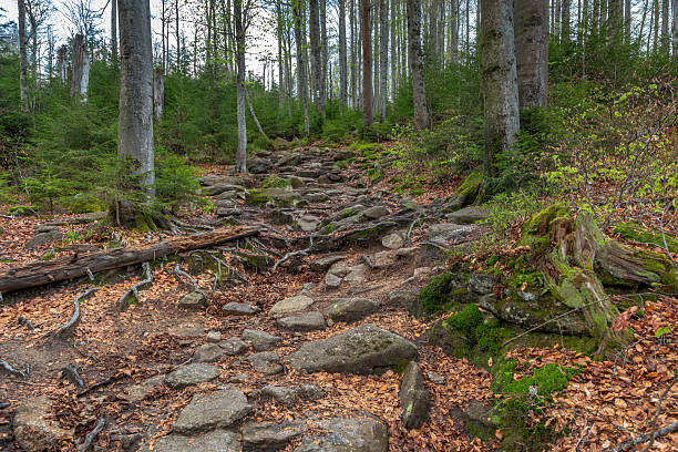 Hiking path on the way to Lusen mountain, Bavarian Forest, Germany