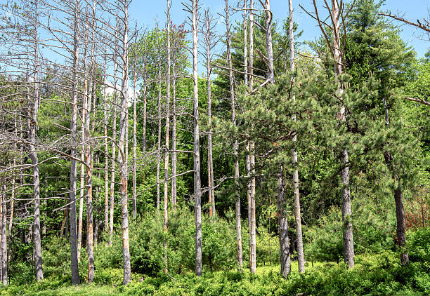 dead trees  in the woods of  the quabbin reservoir located  in ware massachusetts