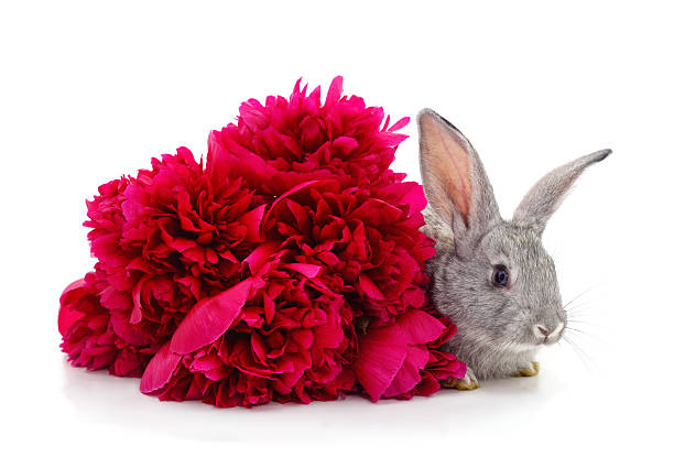 Rabbit and a bouquet of red peonies isolated on a white background.
