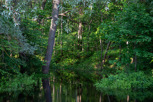 istock A tranquil forest scene with dense green foliage and a reflective stream running through the woods under soft sunlight. 2220239122