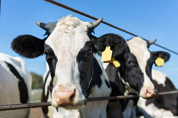 istock Cows on a farm in a paddock against a blue sky background. 2220239209