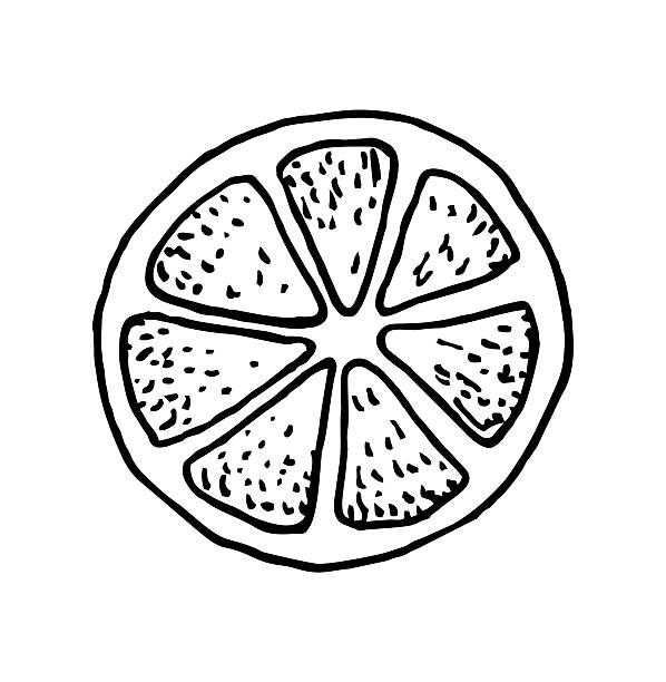 Lemon slice sketch