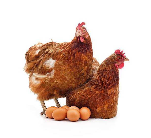 istock Two chickens with a bunch of eggs. 2220239452