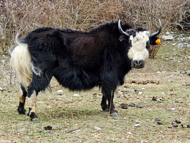 istock Yak in Songpan county, Sichuan, China 2220239819