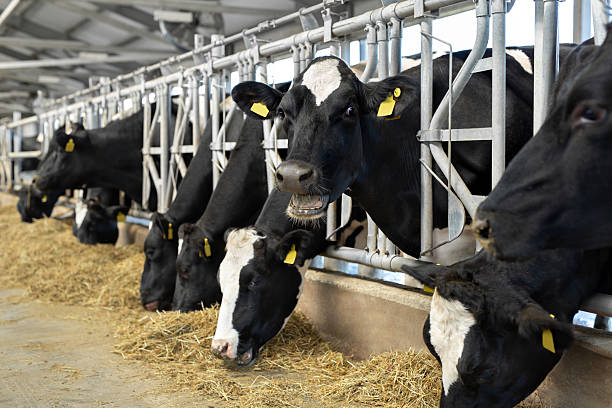 istock Black and white cows in a row graze on a farm, in a closed barn. 2220240893