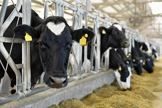 istock Cows on Farm. Black and white cows eating hay in the stable. 2220240926