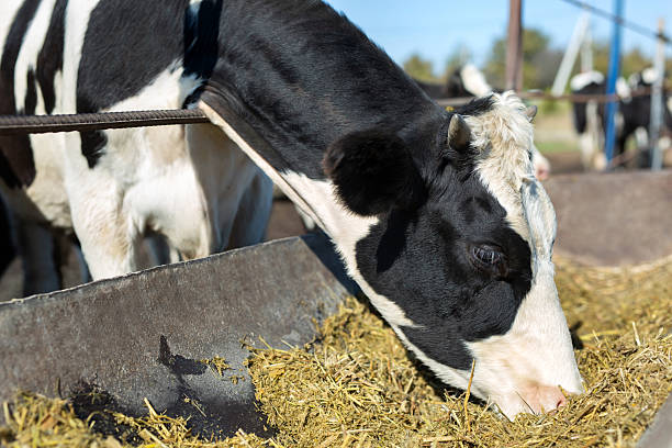 istock Cows on a farm in a paddock against a blue sky background. 2220241176