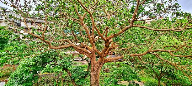 istock Harmonious coexistence between nature and human habitation 2220241338