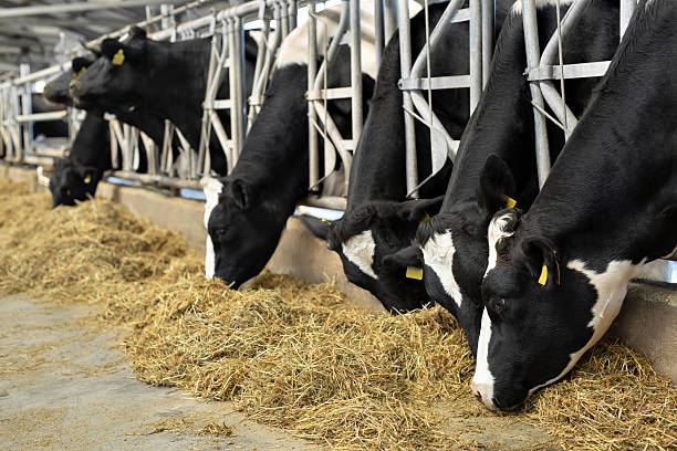 istock Black and white cows in a row graze on a farm, in a closed barn. 2220241748