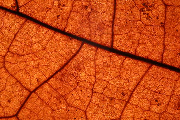 Bright leaf texture, detailed macro pattern, vertical picture