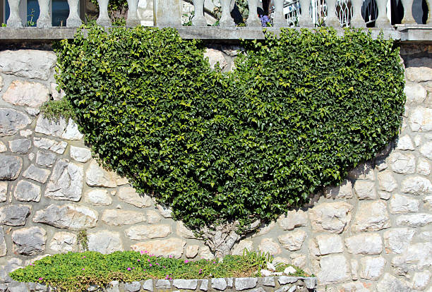 Heart-shaped ivy Hedera helix topiary is carefully trimmed and trained to form a lush green heart against a rustic stone wall, adding a romantic touch to a garden or courtyard in bright sunlight