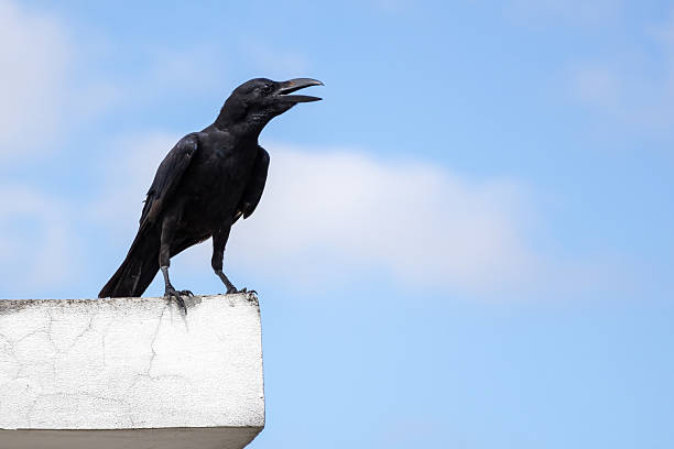 istock Crow perched on rooftop wall against blue sky. Intelligent bird, smart animal, wildlife photography, nature. 2220243833