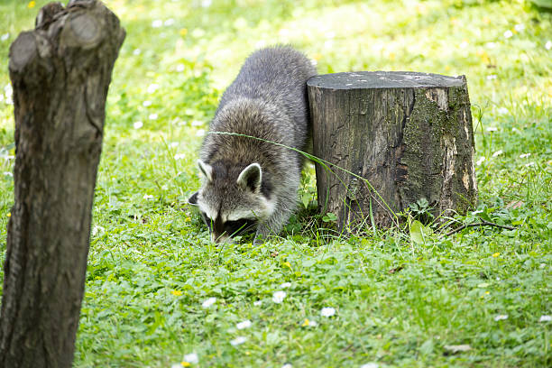 Raccoons sneak through the forest  in search of food