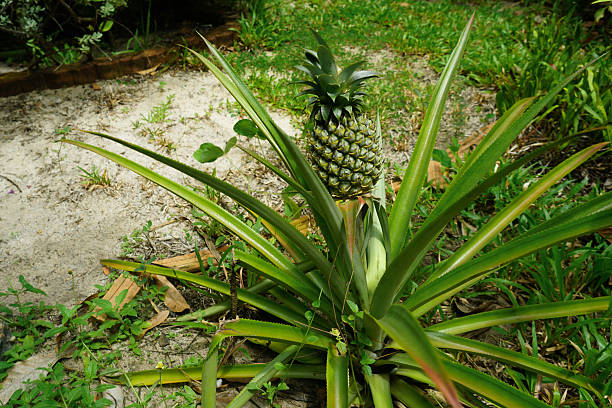 istock The pineapple tree is bearing fruit. Pineapple tree. Small brown pineapple fruit growing from green tree from above, close up top view, fruit concept, vibrant colors 2220245397