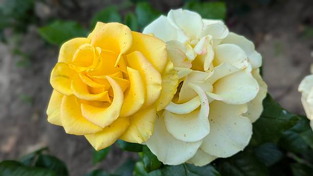 istock bush rose flower on a flowerbed 2220245757