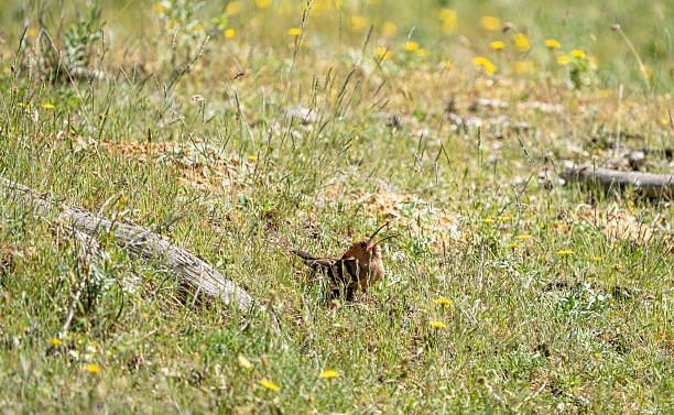 istock Common hoopoe (Upupa epops) photographed in Spain 2220246757
